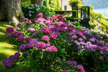 Hortensias Villa Carlotta, Italia