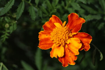 Closeup red marigold flowers background, beautiful marigolds, marigolds in the garden. Tagetes erecta, Mexican marigold, Aztec marigold, African marigold. Carnations of India.
