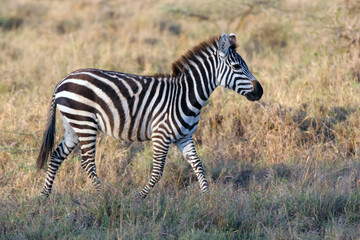 Zebra (Equus quagga) grazing on grass in African savanna

A wild plains zebra (Equus quagga) grazing on tall grass in the African savanna. Captured in its natural habitat during daylight, showing typi