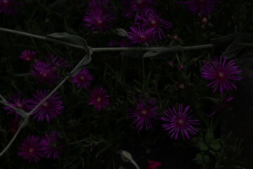 Beautiful pink flower Rose campion (lychnis coronaria) on green background. Beautiful floral background 
