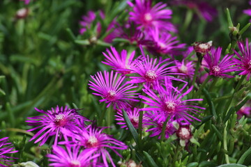 Obraz premium Hardy ice plant (Delosperma cooperi) Beautiful pink floral background 