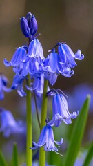 Close-up of vibrant bluebells