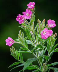 Close up of Willowherb (Epilobium hirsutum) , Stakeford July 2025