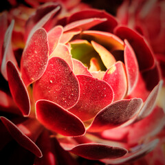 Close-Up of Red Succulent in Melbourne&rsquo;s Botanic Gardens