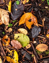 Autumnal Leaves in Diverse Colors on Damp Forest Floor a Top View with Detailed Textures