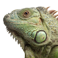 Fototapeta premium Png of Close-up of a vibrant green iguana showcasing intricate scales and unique features.