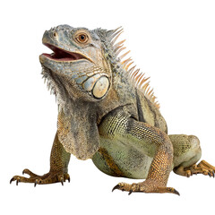 Obraz premium Png of Close-up of a vibrant green iguana showcasing its detailed scales and bright eyes against a neutral background.