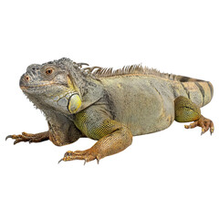 Fototapeta premium Png of A close-up of a green iguana basking in the sun, showcasing its vibrant scales and unique features.