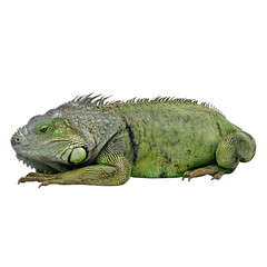 Fototapeta premium Png of A vibrant green iguana resting peacefully, showcasing its distinct textures and colors against a clean background.