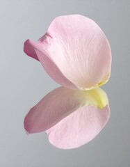 Macro Shot of a Delicate Pink Rose Petal with Gentle Reflection on Surface