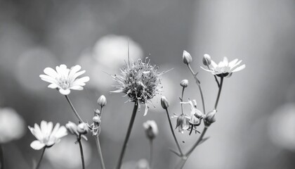 Close Up of White Flowers in a Field with Soft Focus Monochrome Background