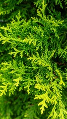 Close-up of vibrant green foliage (1)