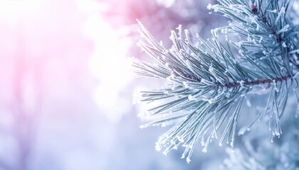 Icy Pine Tree Branch Covered in Snow with a Pink Light Haze in Winter