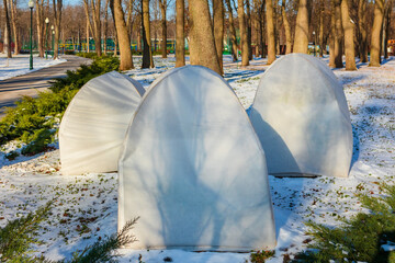 The bushes are protected, covered with horticultural agrofibre (agrotextile). Protecting plants in a park or garden from cold,  snow and sunlight in winter