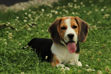 Cute happy beautiful Beagle puppy sitting in the green grass in garden. Beagle dog puppy portrait  