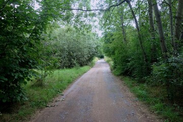 Narrow hardened in forest with the ground road.