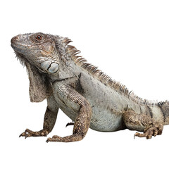 Obraz premium Png of A majestic adult iguana poised with elegance, showcasing textured skin and vibrant colors against a clean backdrop.