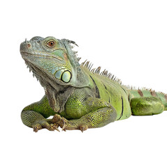 Fototapeta premium Png of A vibrant green iguana lounging gracefully, showcasing its distinctive scales and intricate patterns.