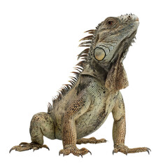 Obraz premium Png of A close-up of a majestic iguana with detailed scales and vibrant colors, showcasing its unique features and proud stance.