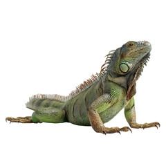 Obraz premium Png of A majestic green iguana lounging gracefully with vibrant colors and unique textures.