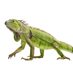 Obraz premium Png of A vibrant green iguana poses gracefully, showcasing its detailed scales and unique posture.