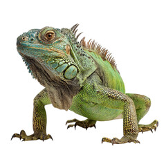 Obraz premium Png of A vibrant green iguana showcasing intricate textures and colors against a clean backdrop.