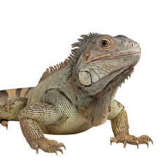 Obraz premium Png of Close-up of a majestic iguana, showcasing detailed scales and vibrant colors against a clean backdrop.