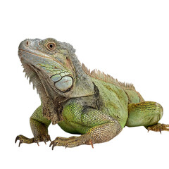 Obraz premium Png of A vibrant green iguana basking in a warm light, showcasing its unique scales and distinct features.