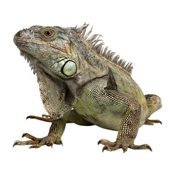 Obraz premium Png of A close-up of a vibrant green iguana showcasing its textured skin and striking features.