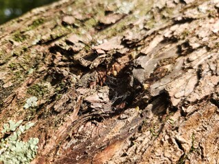 Tree bark texture