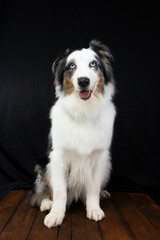 Blue eyed australian shepherd portrait on black background sitting on wood platform