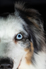 Merle australian shepherd blue eyed closed up portrait on black background
