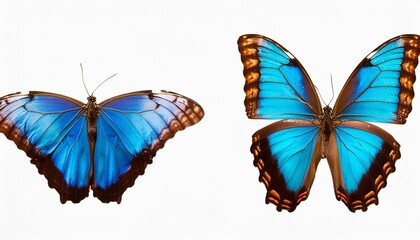 Fototapeta premium Two blue morpho butterflies