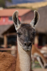 Llamas are domesticated animals that have been used by Andean cultures for centuries as pack animals and for their wool. They belong to the camelid family. Cusco Peru