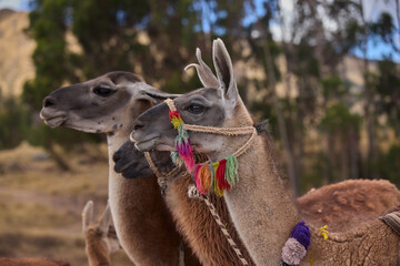 Obraz premium Llamas are domesticated animals that have been used by Andean cultures for centuries as pack animals and for their wool. They belong to the camelid family. Cusco Peru