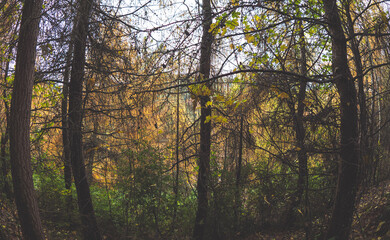 Obraz premium forest floor foliage trees needles autumn palnts close up macro beautiful nature life