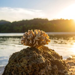 Coral on rock at sunset
