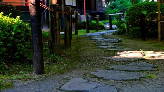 日本、京都、紅葉、寺院、黃葉、大銀杏、木、庭園、秋、青空、光、絶景、写真素材	