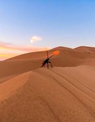 Desert beetle at sunrise