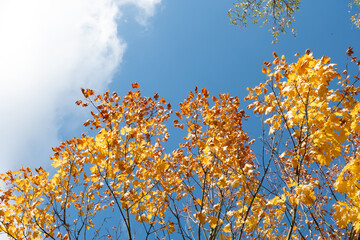 Vibrant autumn leaves against a clear blue sky with soft clouds creating a serene atmosphere