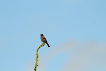 A closeup shot of a small Black redstart on a spruce tree branch against blue sky background. Black redstart -phoenicurus ochruros- adult