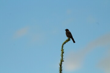 A closeup shot of a small Black redstart on a spruce tree branch against blue sky background. Black redstart -phoenicurus ochruros- adult