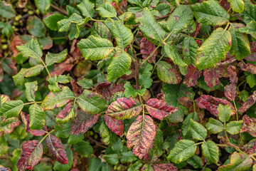 oxicodendron diversilobum (syn. Rhus diversiloba),Pacific poison oak or western poison oak, family Anacardiaceae.  California State Route 1, Monterey County, California	