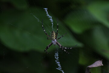 Wasp spider (Argiope bruennichi) on web. Black and yellow stripe. Large, colorful spider. Macro detail of Wasp spider on green natural background 