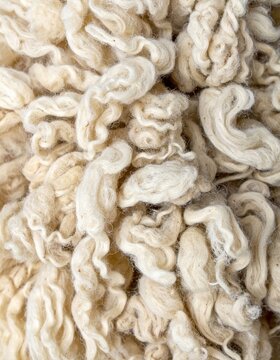 Close Up of Fluffy White Wool Texture A Natural Fibrous Background in Beige