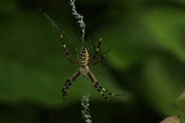 Wasp spider (Argiope bruennichi) on web. Black and yellow stripe. Large, colorful spider. Macro detail of Wasp spider on green natural background 