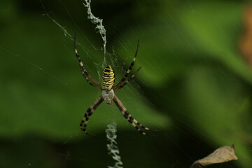 Wasp spider (Argiope bruennichi) on web. Black and yellow stripe. Large, colorful spider. Macro detail of Wasp spider on green natural background 