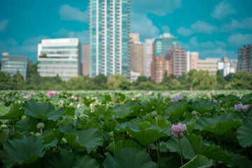 東京上野公園の蓮の花　不忍池