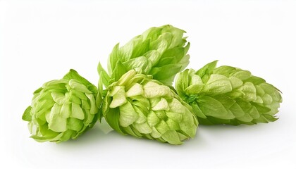Obraz premium Fresh hops cones close-up