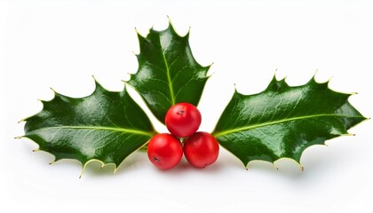 Holly sprig with berries